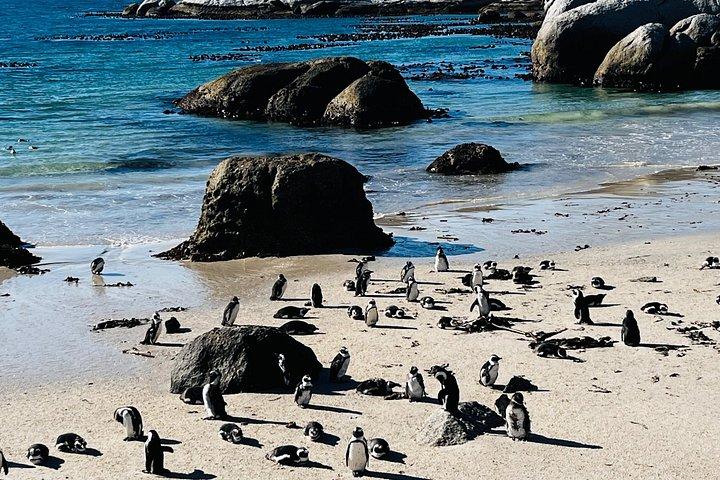 Table Mountain Cape Point Penguin Groot Constantia Private Tour