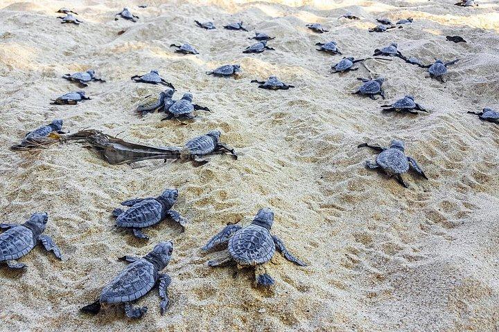 スリランカ8日間のカルチャーコーストと野生動物