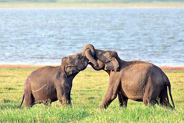 スリランカ8日間のカルチャーコーストと野生動物
