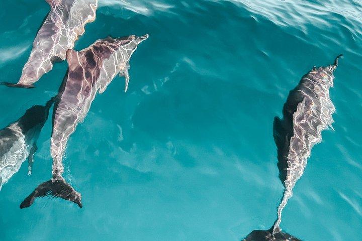 Delfin observation båd tur i Hvar