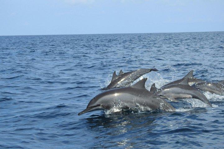 Delfin observation båd tur i Hvar