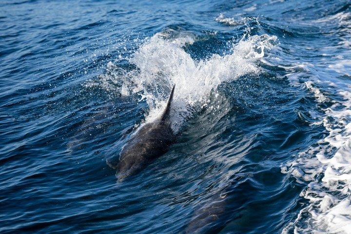 Delfin observation båd tur i Hvar