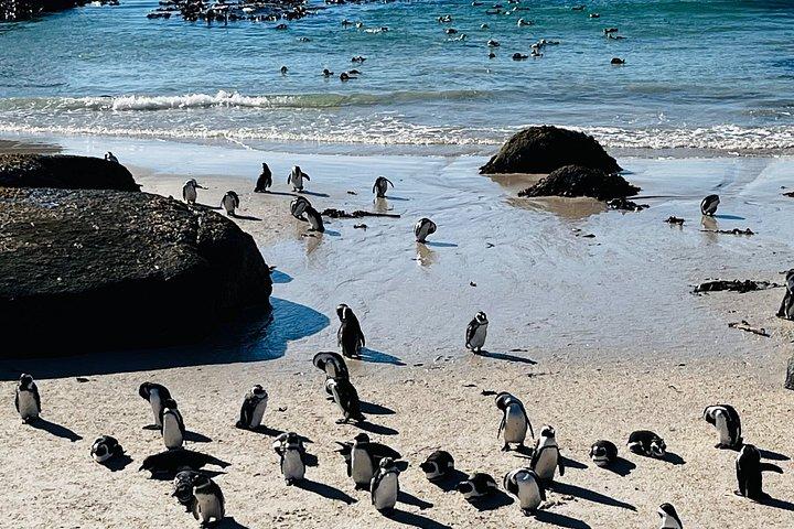 Table Mountain Cape Point Penguin Groot Constantia Private Tour