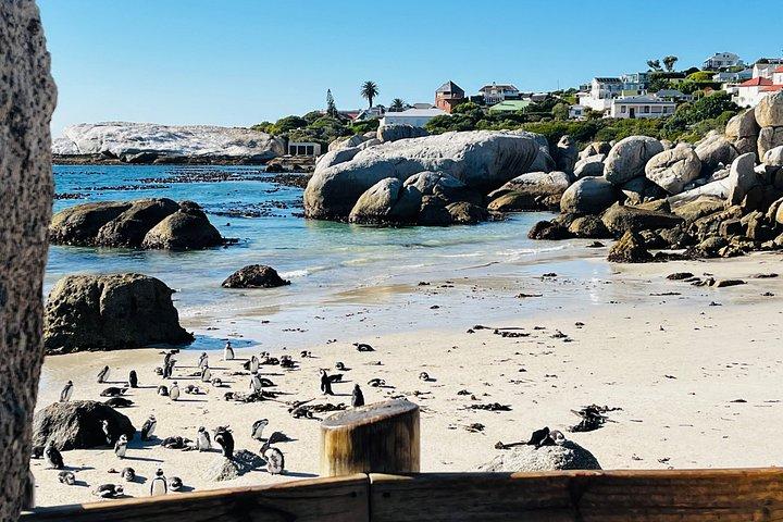 Table Mountain Cape Point Penguin Groot Constantia Private Tour