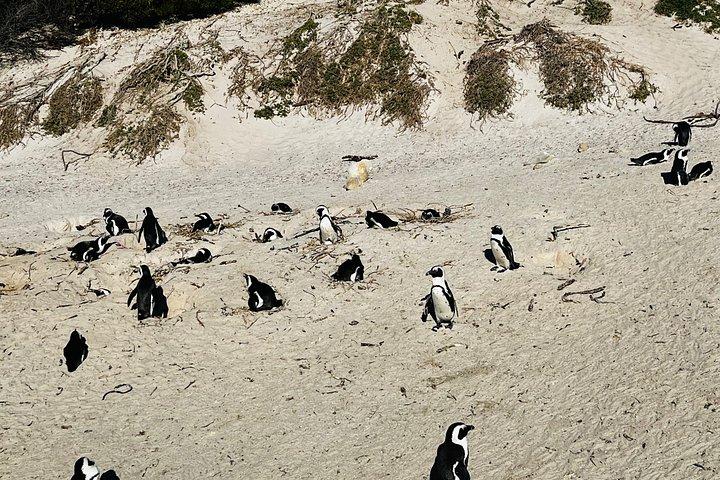 Table Mountain Cape Point Penguin Groot Constantia Private Tour