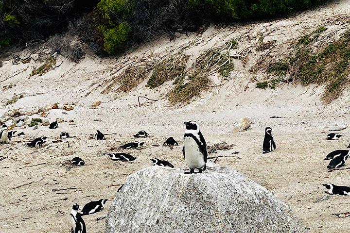 Table Mountain Cape Point Penguin Groot Constantia Private Tour
