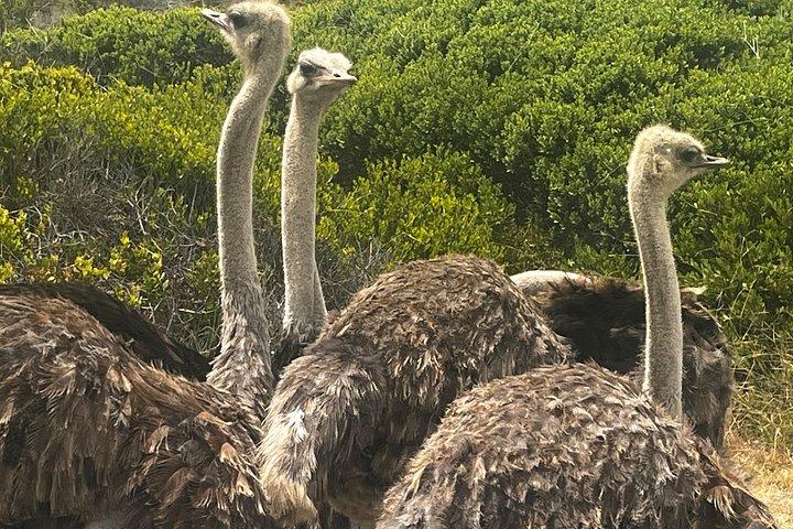 Table Mountain Cape Point Penguin Groot Constantia Private Tour
