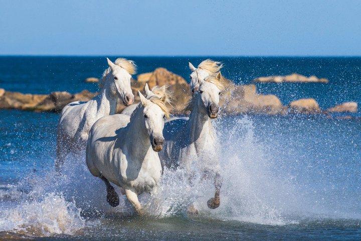 Guide Horseback Ride gennem Camargue