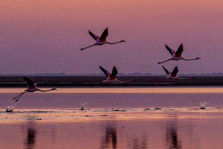 Guide Horseback Ride gennem Camargue
