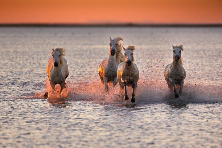 Guide Horseback Ride gennem Camargue