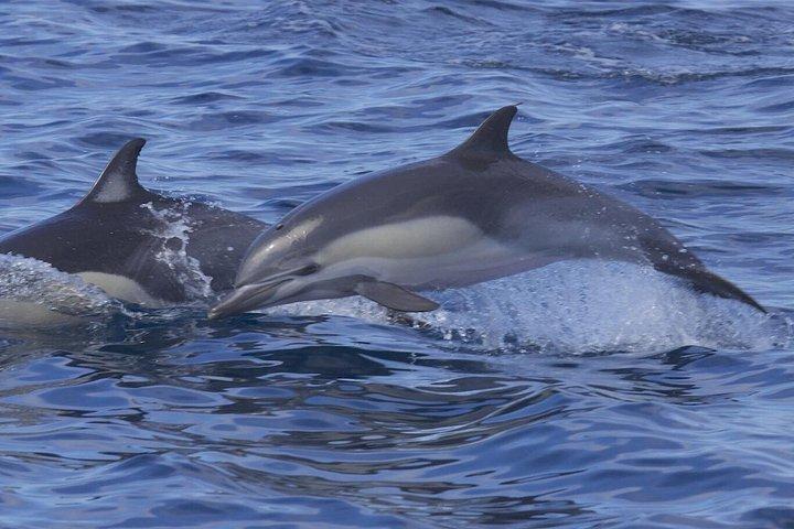 昼食とドリンク付き草田シプレミアム全日船旅