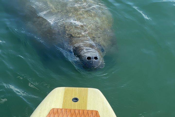 クルーズ港近くのポートカナベラルカヤックツアーイルカとマナティー