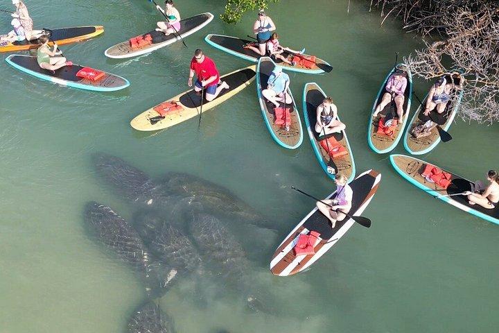 クルーズ港近くのポートカナベラルカヤックツアーイルカとマナティー