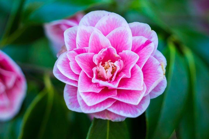 Butchart Gardens e Victoria Tour da Vancouver
