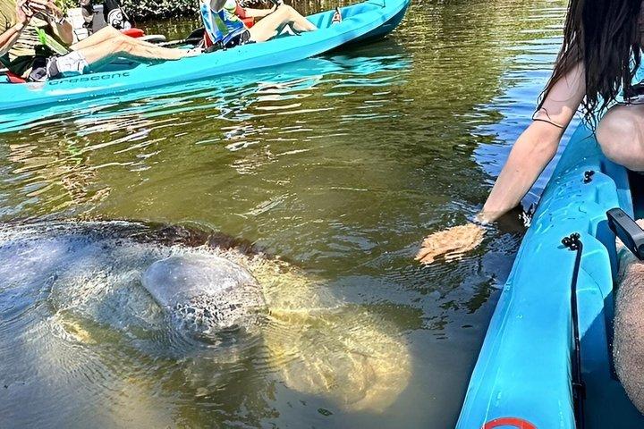 クルーズ港近くのポートカナベラルカヤックツアーイルカとマナティー
