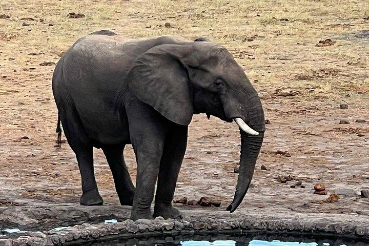 Chobe Full Day y Combo Isla Impalila