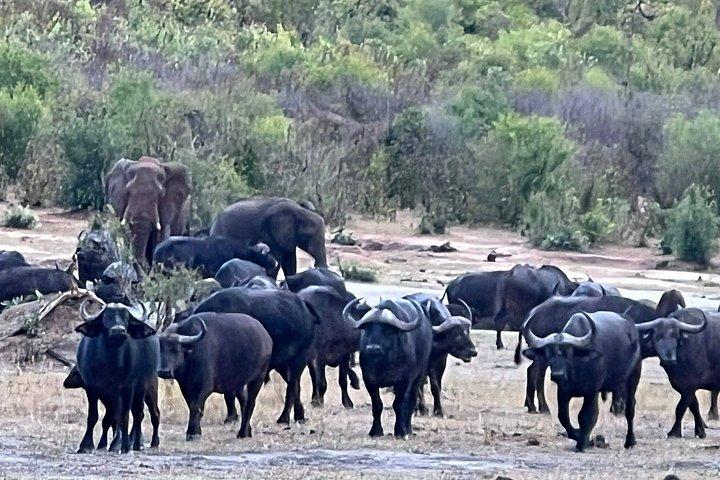 Chobe Full Day y Combo Isla Impalila