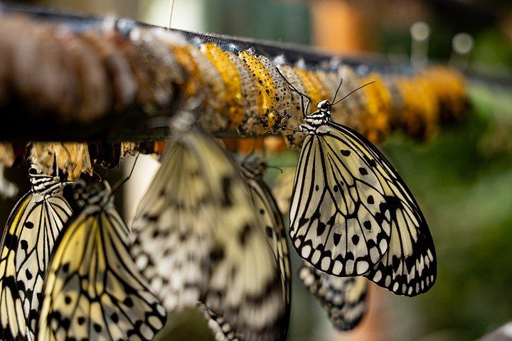 Boleto Victoria Butterfly Gardens