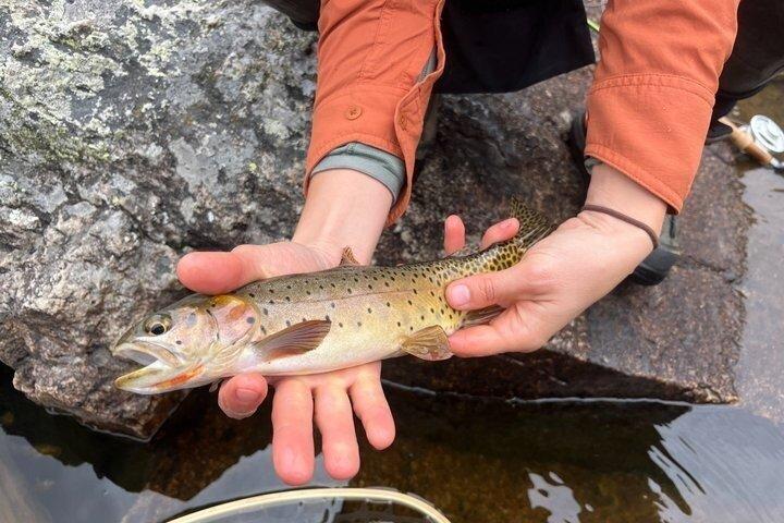 4 timmars guidad flugfisketur i Rocky Mountain National Park