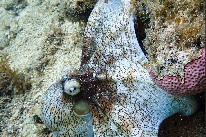 ロアタンアドベンチャー：シュノーケリング、サル、ナマケモノ、アイランドツアー