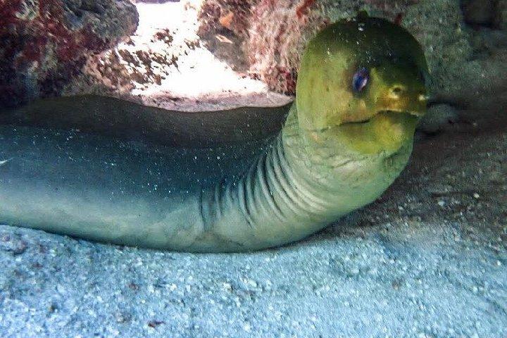 ロアタンアドベンチャー：シュノーケリング、サル、ナマケモノ、アイランドツアー