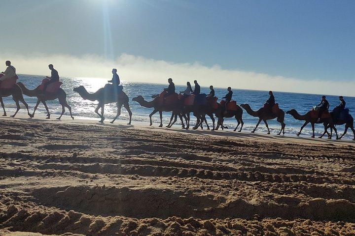 Camel Ride - Tangier & Asilah
