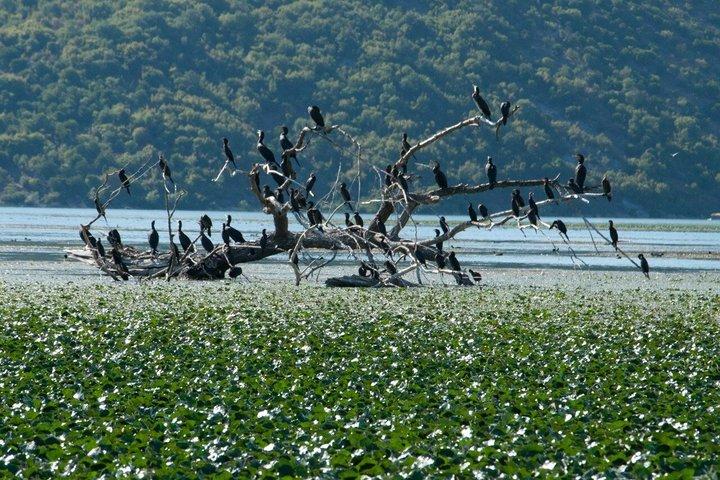 シュコダル湖国立公園ボートツアー（コム修道院訪問付き）