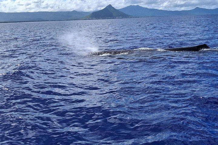 Dolphins Encounter and Whale Watching
