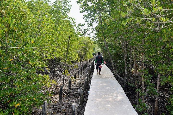 Mangrove Kayaking from Sunset to Bioluminescent Plankton