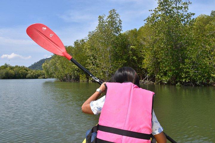 Mangrove Kayaking from Sunset to Bioluminescent Plankton