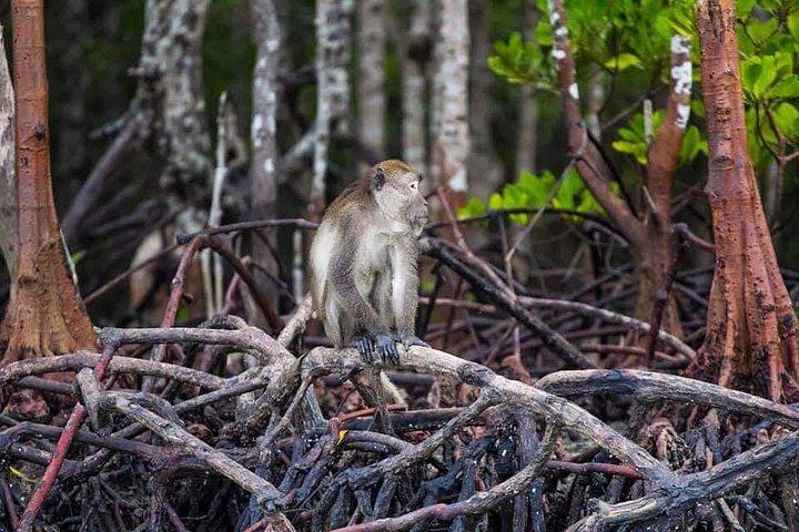 Mangrove Kayaking from Sunset to Bioluminescent Plankton
