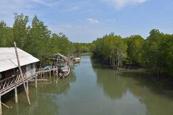 Mangrove Kayaking from Sunset to Bioluminescent Plankton