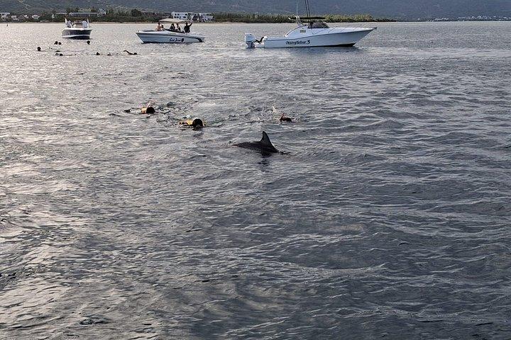 Dolphins Encounter and Whale Watching