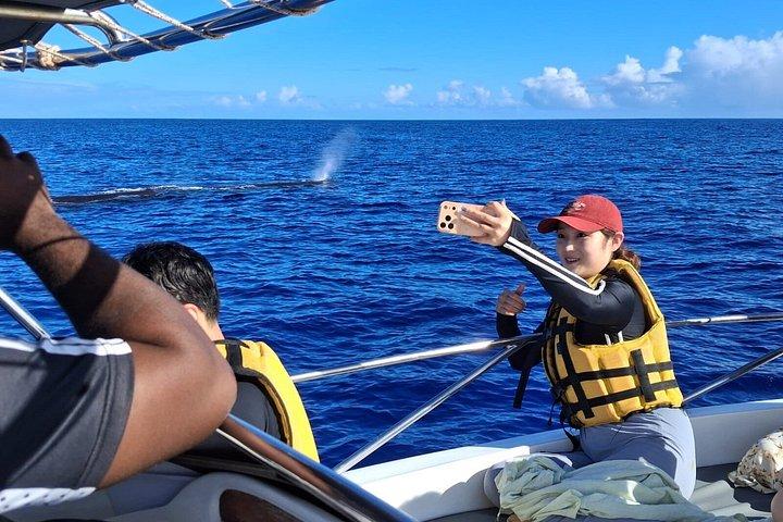 Dolphins Encounter and Whale Watching