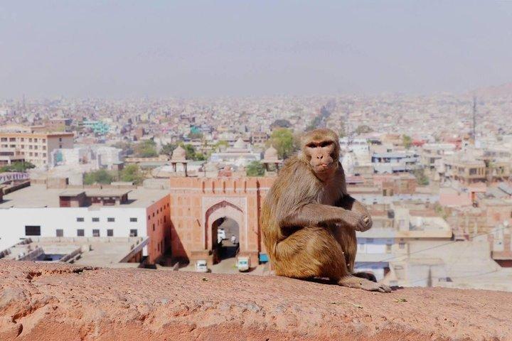 Private Jaipur Half-Day Tour with Monkey Temple & Sunset