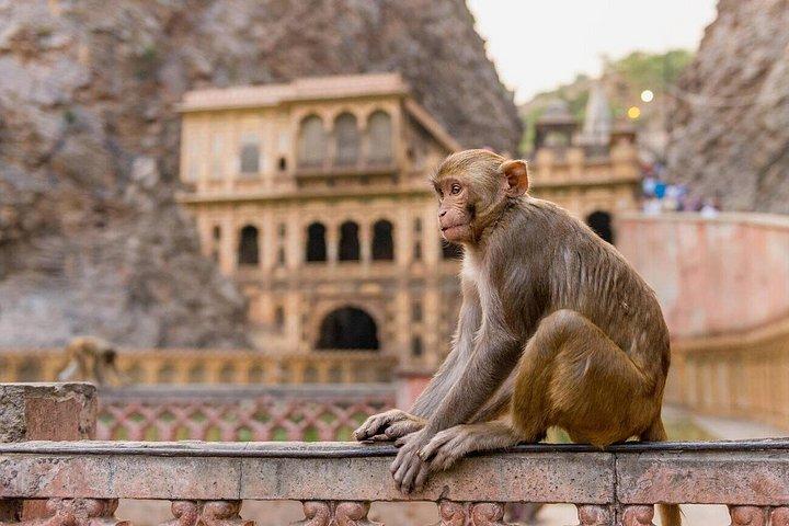 Private Jaipur Half-Day Tour with Monkey Temple & Sunset