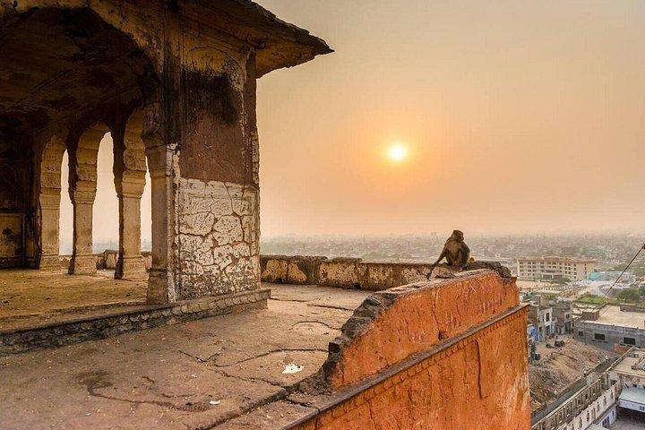 Private Jaipur Half-Day Tour with Monkey Temple & Sunset