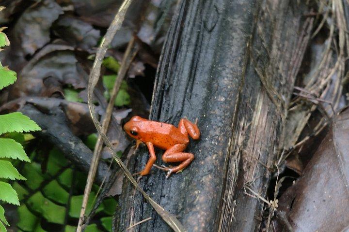滝と先住民とチョコレートアクティビティのブリブリ