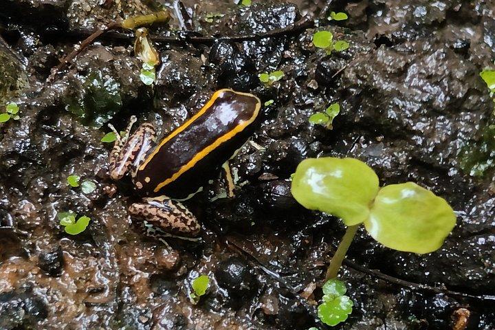 滝と先住民とチョコレートアクティビティのブリブリ