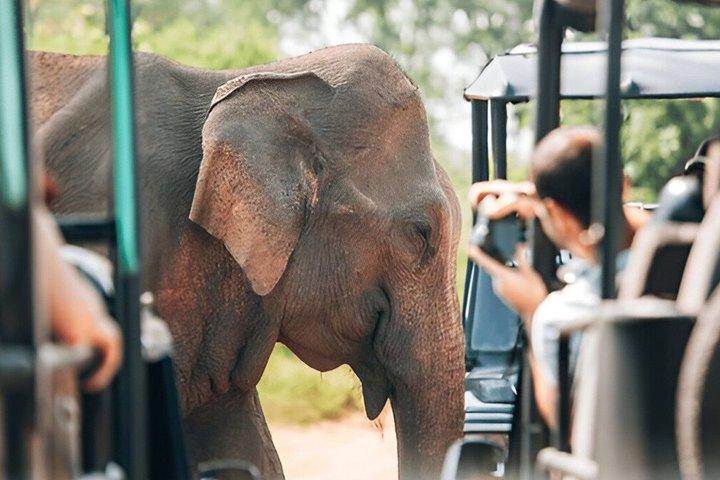 Hoteller i nærheden af Udawalawe National Park