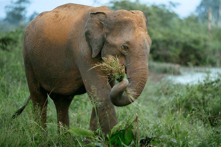 ウダワラウェ国立公園プライベートサファリ