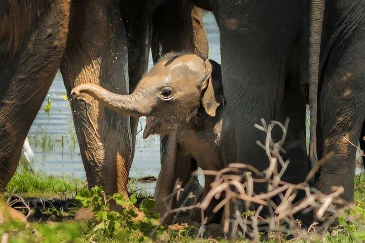 ウダワラウェ国立公園プライベートサファリ