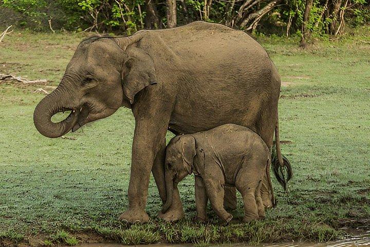 ウダワラウェ国立公園プライベートサファリ
