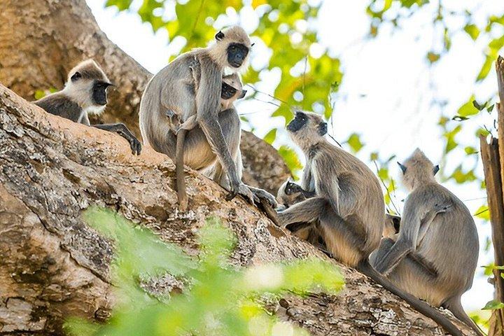 ウダワラウェ国立公園プライベートサファリ