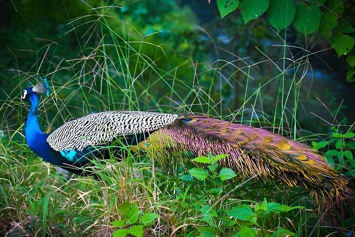 ウダワラウェ国立公園プライベートサファリ