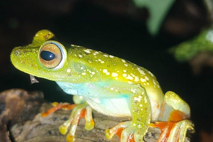 Excursion nocturne à la Tarentule