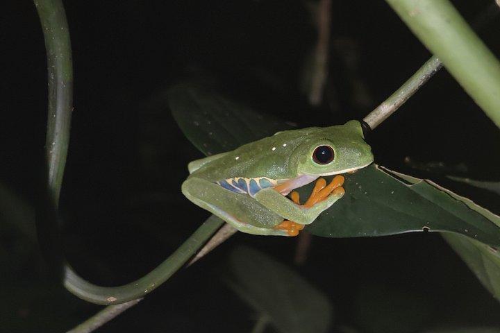 Excursion nocturne à la Tarentule