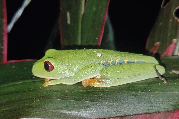 Excursion nocturne à la Tarentule