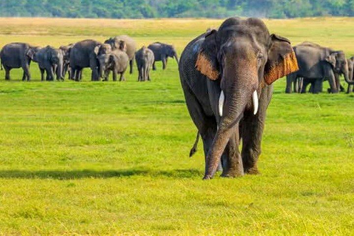 Minneriya National Park Private Safari