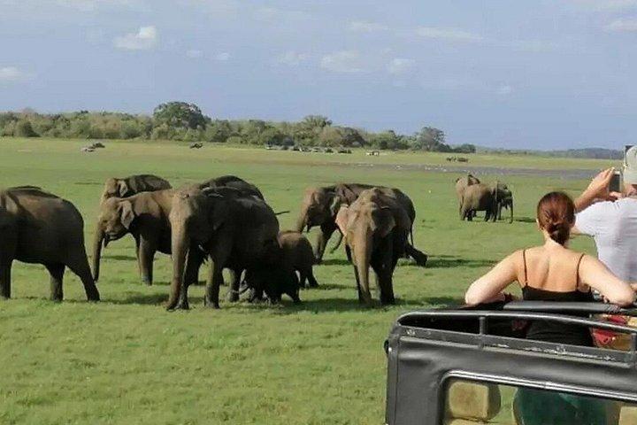 Minneriya National Park Private Safari